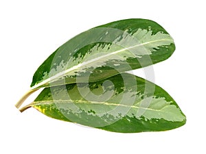 Leaf or Leaves Isolated on white background. Aglaonema commutatum leaf.