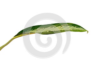 Leaf or Leaves Isolated on white background. Aglaonema commutatum leaf.