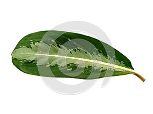 Leaf or Leaves Isolated on white background. Aglaonema commutatum leaf.