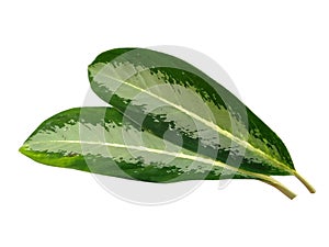 Leaf or Leaves Isolated on white background. Aglaonema commutatum leaf.