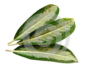 Leaf or Leaves Isolated on white background. Aglaonema commutatum leaf.