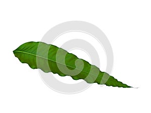 Leaf or leaves Isolated on white background. Polyalthia longifolia.