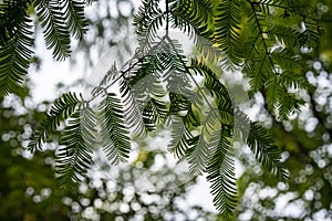 Leaf leaves with sky from metasequioia glyptostroboides toxodiaceae mammut tree from china