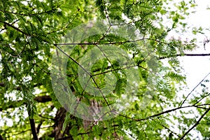 Leaf leaves with sky from metasequioia glyptostroboides toxodiaceae mammut tree from china