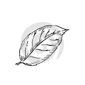 Leaf of lemon sketch in classic engraving style isolated on white