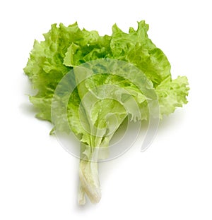 Leaf lettuce