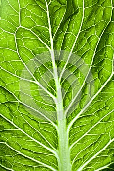 Leaf lettuce