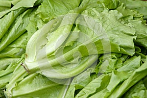 Leaf lettuce