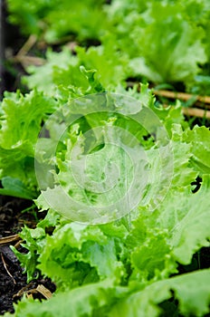 Leaf lettuce