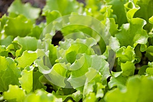 Leaf lettuce baby plants