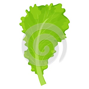 Leaf of lettuce salad, colorful, detailed drawing isolated on white background. Ingredient, tasty herb. Design element for