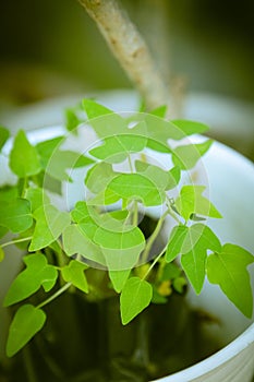 Leaf for life great special