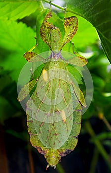 Leaf insect, Walking leaf, Phylliidae photo