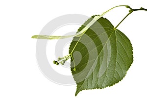 The leaf of a linden tree