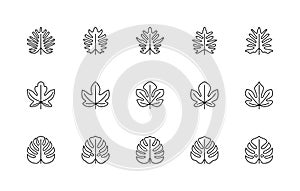 Leaf linear icons vector set. Nature symbols. Philodendron bipinnate, monstera, figs. Leaf linear icons on white background