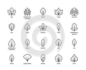 Leaf linear thin vector icons. Isolated outline of leaves figs, philodendron, beech, maple and other leaves on a white background