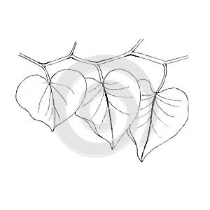 Leaf liner illustration on white. Border decoration