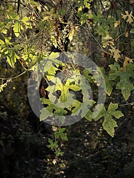Leaf lit by the sun in the forest