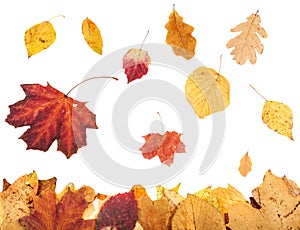 Leaf litter and falling autumn leaves isolated