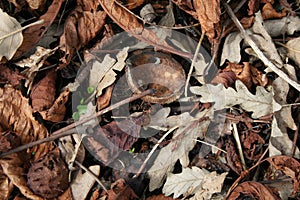 Leaf litter, with new growth showing through photo