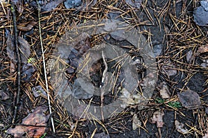 Leaf litter in pine forest floor.