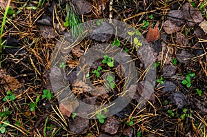 Leaf litter in pine forest floor.