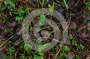 Leaf litter in pine forest floor.