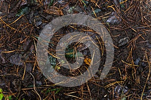 Leaf litter in pine forest floor.