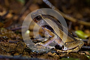 Leaf Litter Toad - Rhaebo haematiticus formerly Bufo haematiticus is toad in Bufonidae, found in eastern Honduras, Nicaragua, photo