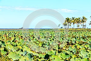 Leaf lolus at lagoons view