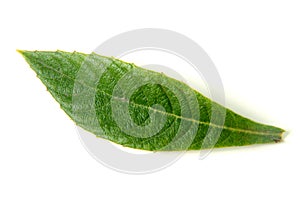 leaf of loquat or Eriobotrya japonica isolated on white background