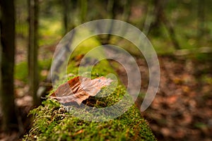 A leaf lying on a mossy tree on a trail in the Slovak Paradise National Park