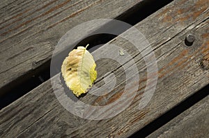 A leaf lying quietly on a wooden board