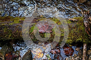 A leaf lying on a tree on a trail in the Slovak Paradise National Park