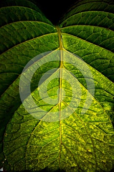 Leaf Macro