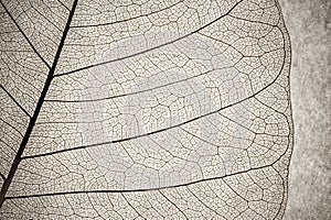 Leaf macro