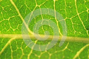 Leaf macro