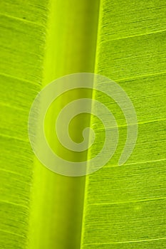 Leaf : macro