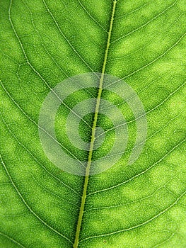 Leaf macro