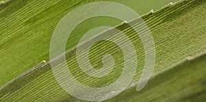 Leaf Macro photo