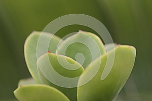 Leaf Macro photo