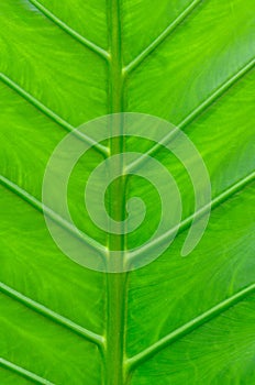 Leaf macro background