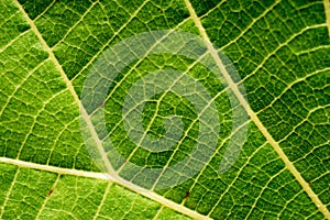 Leaf Macro Closeup photo