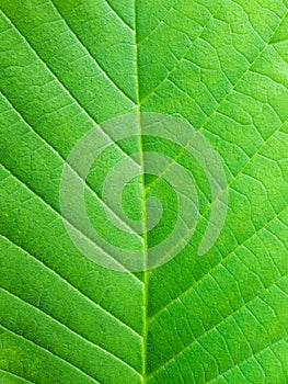 Leaf macro