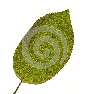 Leaf Macro Isolated