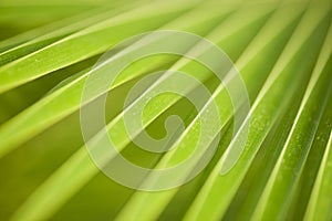 Leaf : macro of palm
