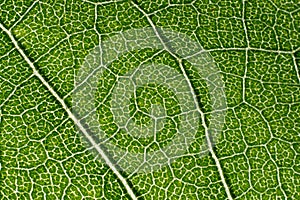 Leaf macro pattern of green