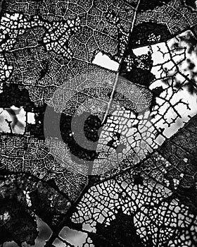 Leaf macro photography