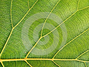 Green nature texture