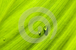 Leaf : macro schuin met druppels